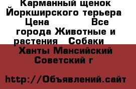 Карманный щенок Йоркширского терьера › Цена ­ 30 000 - Все города Животные и растения » Собаки   . Ханты-Мансийский,Советский г.